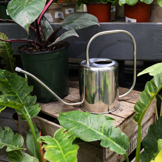 stainless steel watering can on display with houseplants