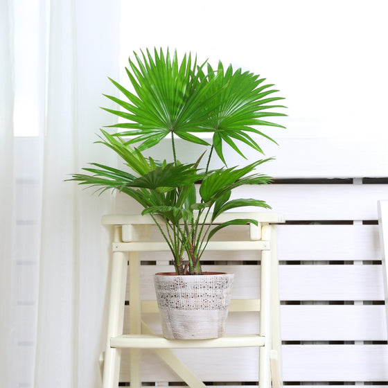 chinese fan palm in cement pot in a white room