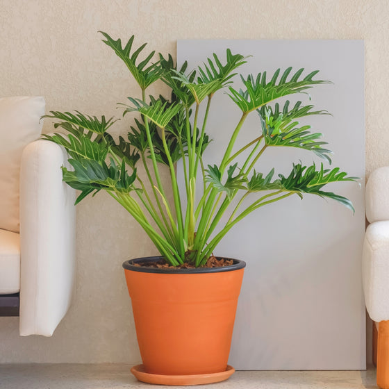 philodendron xanadu planted indoors as a large tropical statement plant
