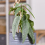 close up view of elongated silvery blue leaves on cebu blue pothos