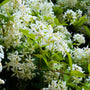 close up view of flourishing white vining confederate jasmine