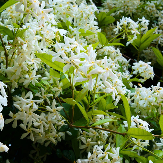 close up view of flourishing white vining confederate jasmine