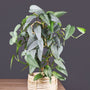super full cebu blue pothos growing on a trellis