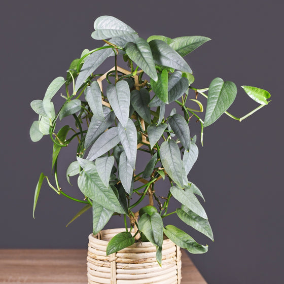 super full cebu blue pothos growing on a trellis