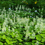 mass of tiarella cordifolia in bloom shade garden