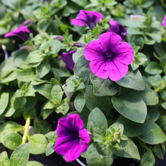 vibrant violet petunia in bloom