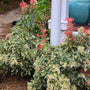 close up view of pieris flaming silver unique variegated foliage and creamy white blooms in early spring landscape