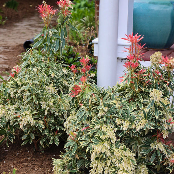 close up view of pieris flaming silver unique variegated foliage and creamy white blooms in early spring landscape