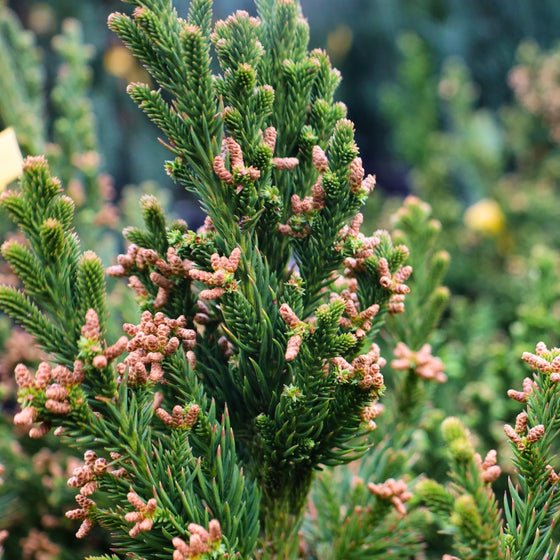 close up view of cryptomeria black dragon evergreen foliage