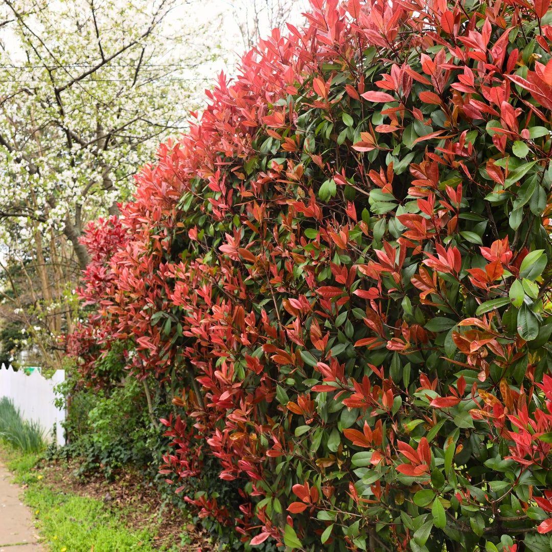 Red Tip Photinia for Sale Garden Goods Direct