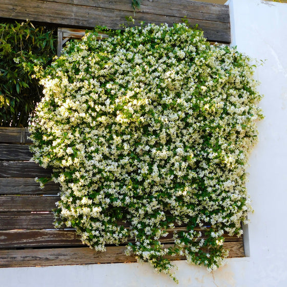 Madison Star Jasmine (Trachelospermum jasminoides 'Madison') is a cold-hardy, evergreen vine with fragrant white flowers. It can be used as a ground cover, on fences, or climbing trellises.