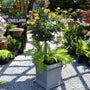 veranda sunbeam floribunda rose tree yellow blooms