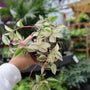 close up view of unique striped variegated foliage on tradescantia quadricolor