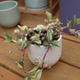 variegated tradescantia wandering jew plant