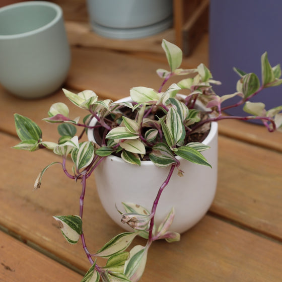variegated tradescantia wandering jew plant