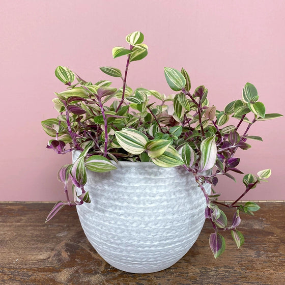 Tradescantia Quadricolor or Tradescantia Rainbow Zebra pictured potted in a large white pot against a pink wall unique indoor plant