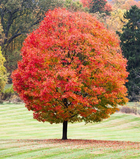 Sugar Maple