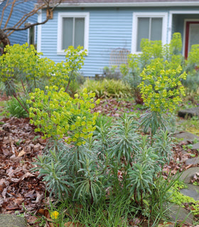 Euphorbia Robbiae