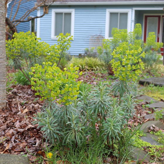 euphorbia robbiae plants exploding with unique green blooms in the early spring landscape