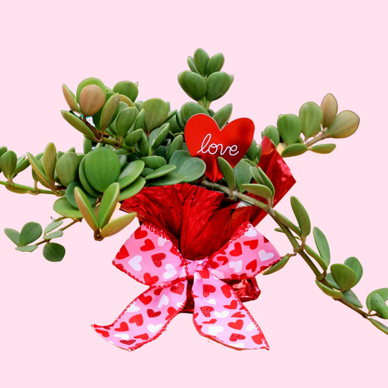 peperomia hope valentines day gift houseplant