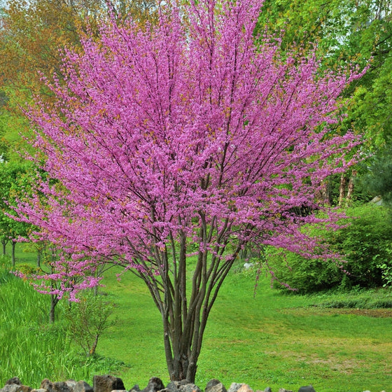 eastern redbud tree blooming in early spring