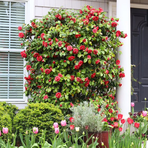 professor sargent camellia growing tall and covered in red blooms planted next to a doorway