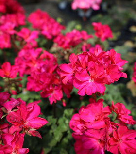 Violet Geraniums