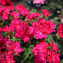 vibrant blooms on presto violet geranium