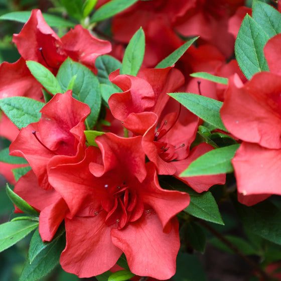 close up view of hershey red azalea blooms