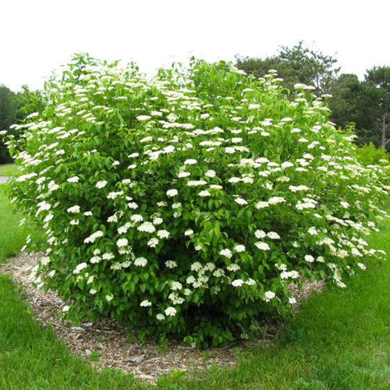 large white flowering Chicago Lustre® Arrowwood Viburnum in spring landscape