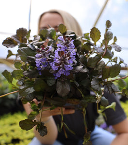 Ajuga Black Scallop