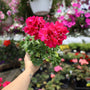 4 in pot of violet geranium