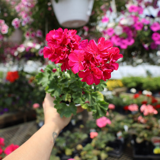 4 in pot of violet geranium