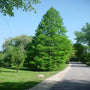 Beautiful summer green color of A Bald Cypress