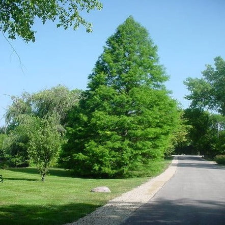 Beautiful summer green color of A Bald Cypress