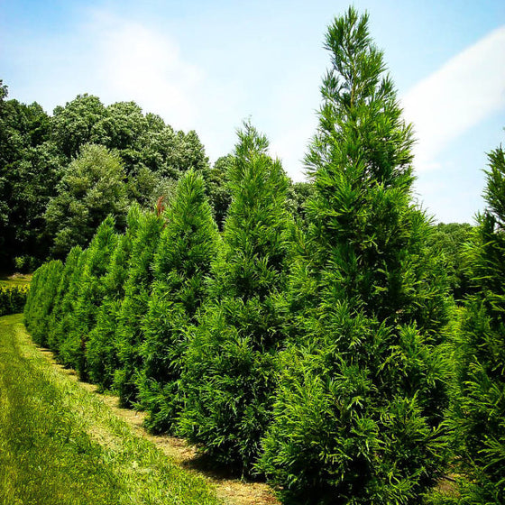Cryptomeria Yoshino hedge