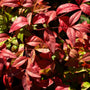 close up red foliage on firepower nandina