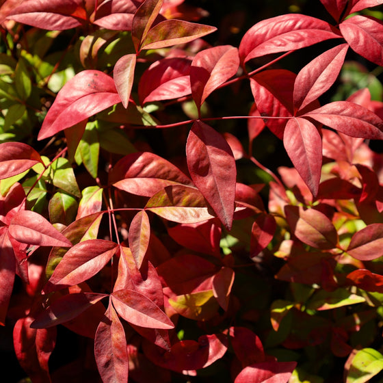 close up red foliage on firepower nandina