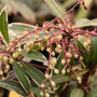 Pieris Flaming Silver
