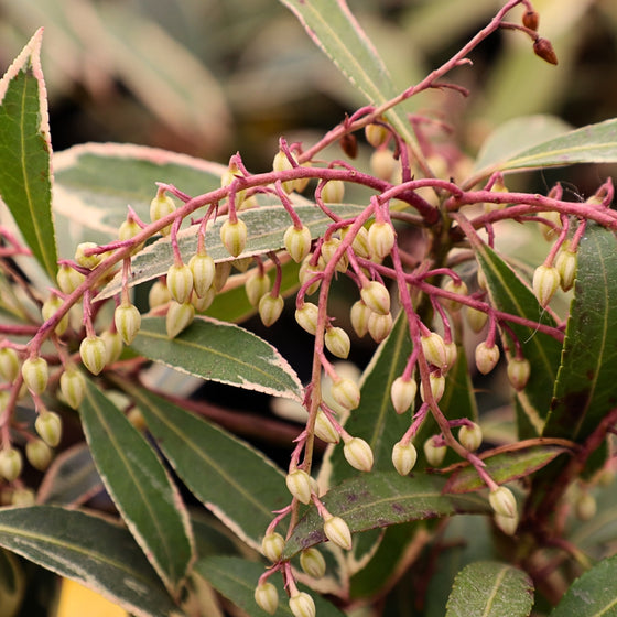 Pieris Flaming Silver