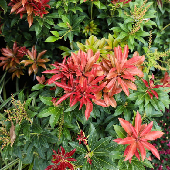 close up view vibrant fall color foliage on pieris mountain fire shrub