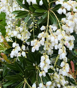 Pieris Cavatine
