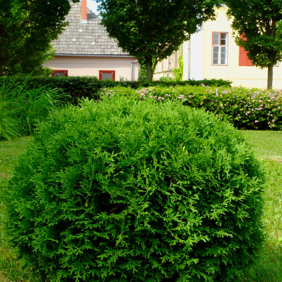 little giant arborvitae rounded evergreen shrub