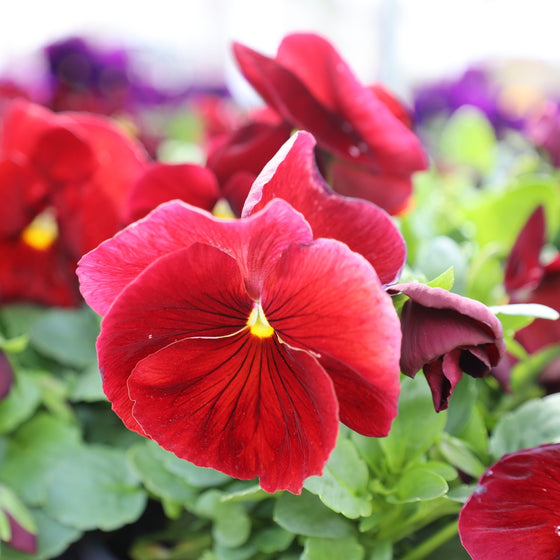 burgundy pansy close up photo