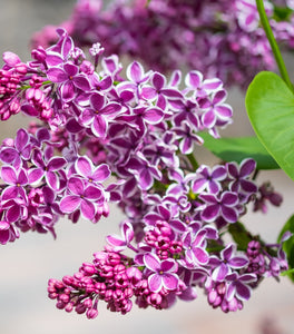 Lilac Sensation