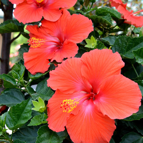 blooms on president red hibiscus coral colored tropical patio plant