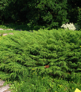 Russian Cypress