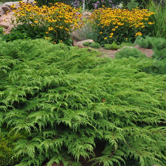 low growing evergreen groundcover cypress shrub