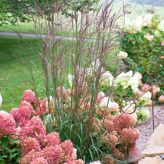 Blackhawks Big Bluestem pictured planted in mixed border with little lime punch hydrangeas