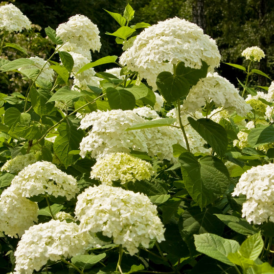 dense canopy of snow white incrediball hydrangea blossoms